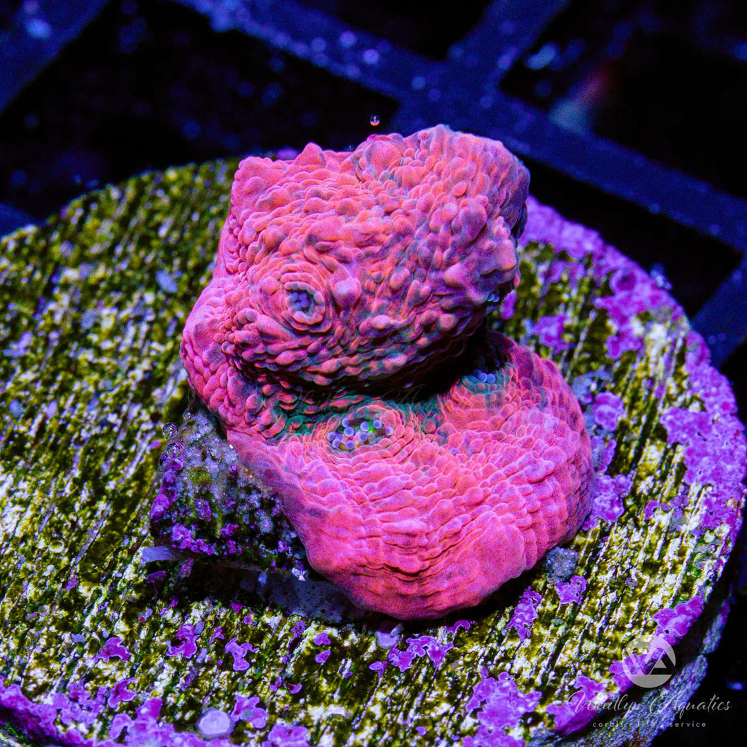 16B - Pink Boobies Chalice - WYSIWYG