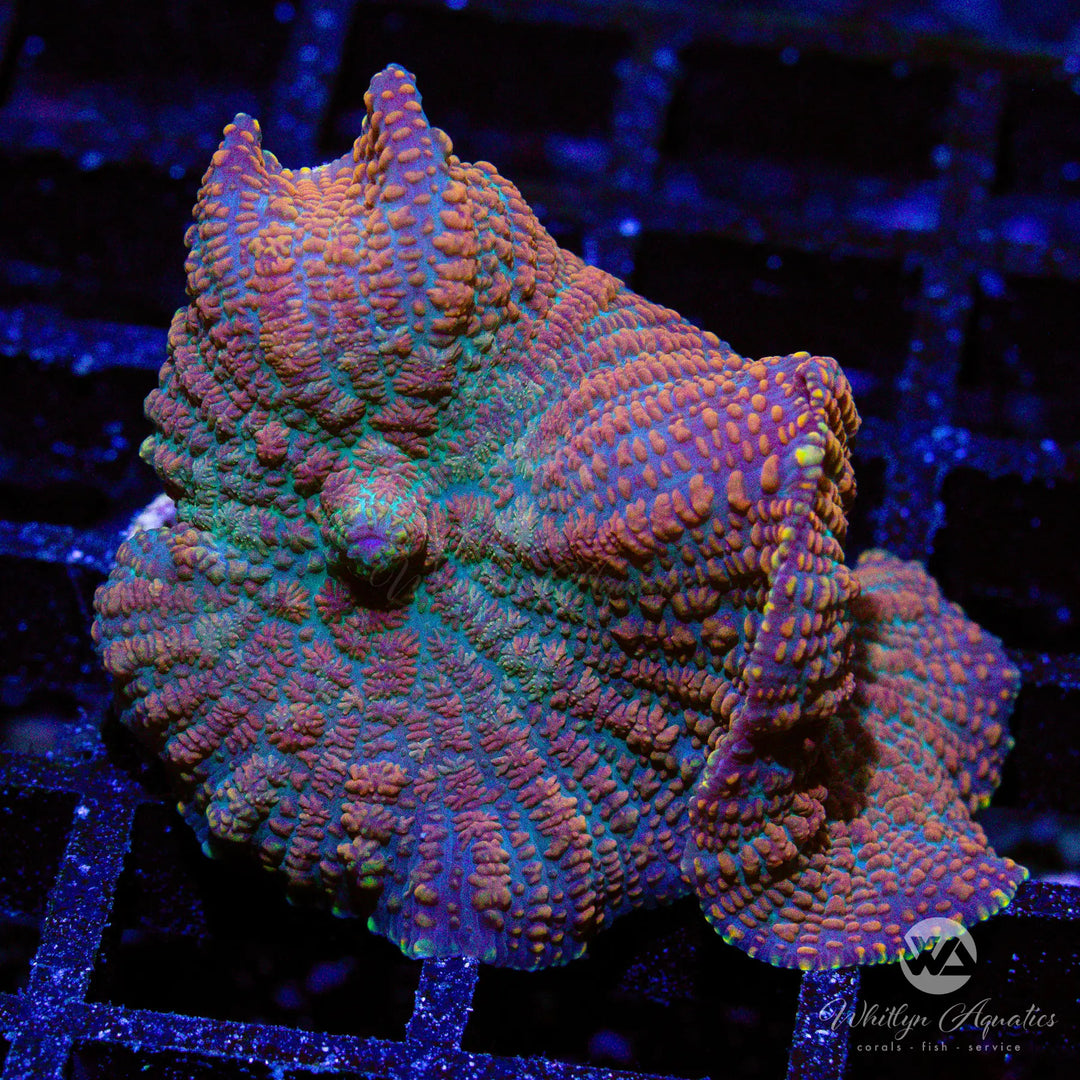 13A - Superman Rhodactis - WYSIWYG