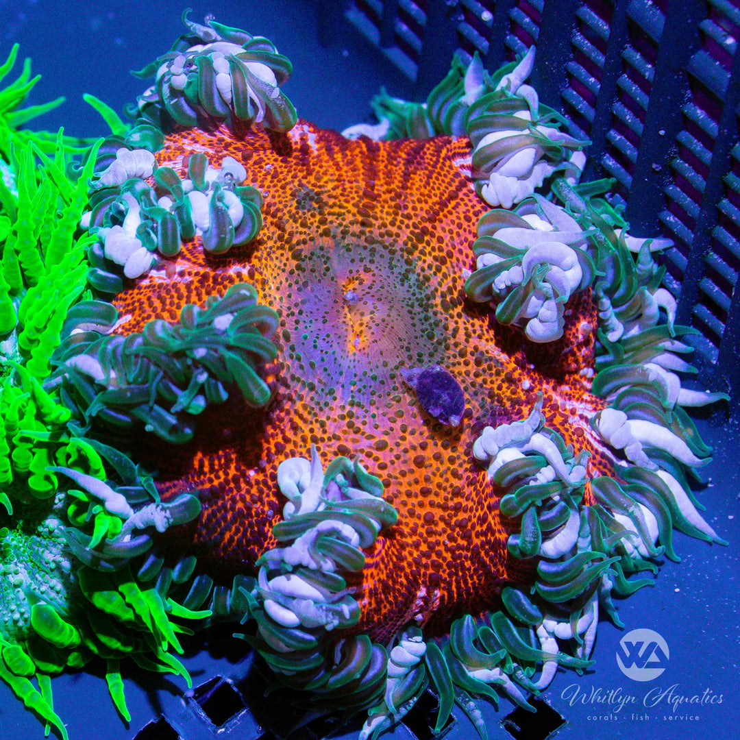 28D - Rock Flower Anemone - WYSIWYG