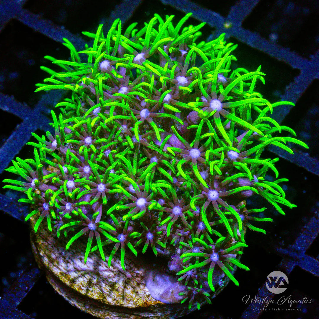 B13 - Green Star Polyps - WYSIWYG