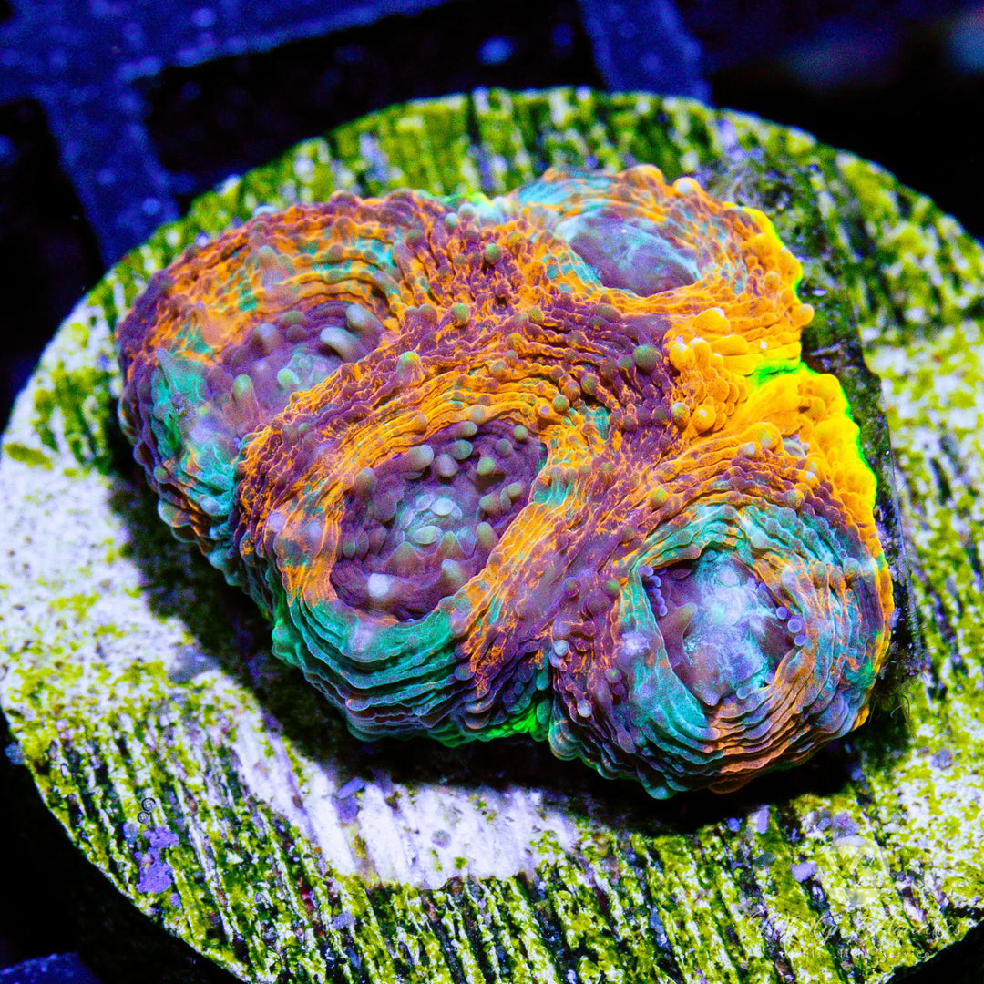 18B - Camo Echinata - WYSIWYG