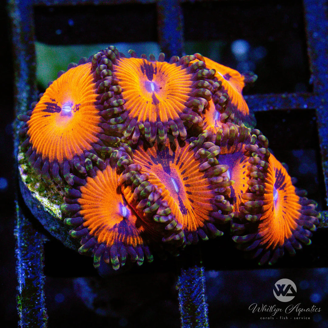 A19 - Bloodsucker Zoa - WYSIWYG
