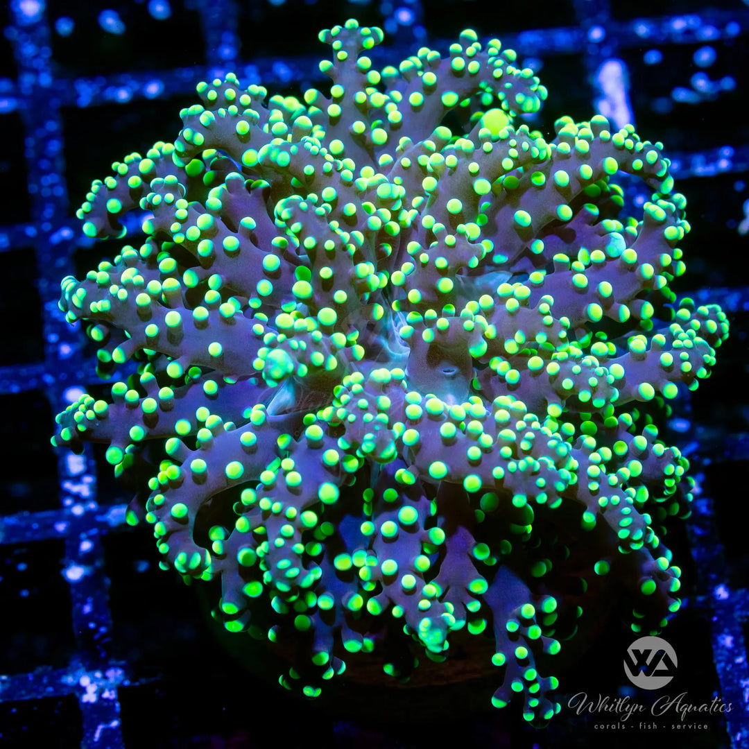 D16 - Yellow Octospawn - WYSIWYG