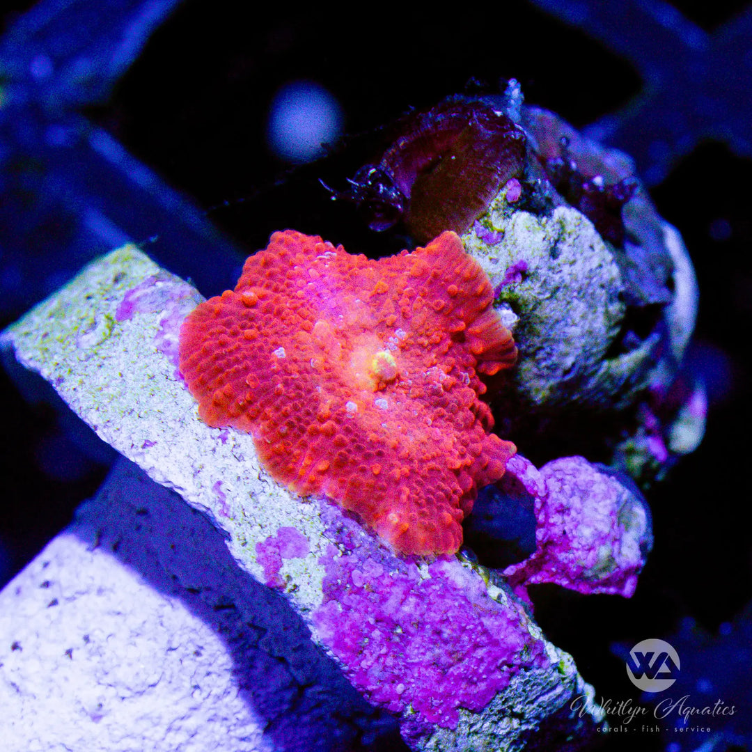18C - WA Red Snow Mushroom (~1/4") - WYSIWYG