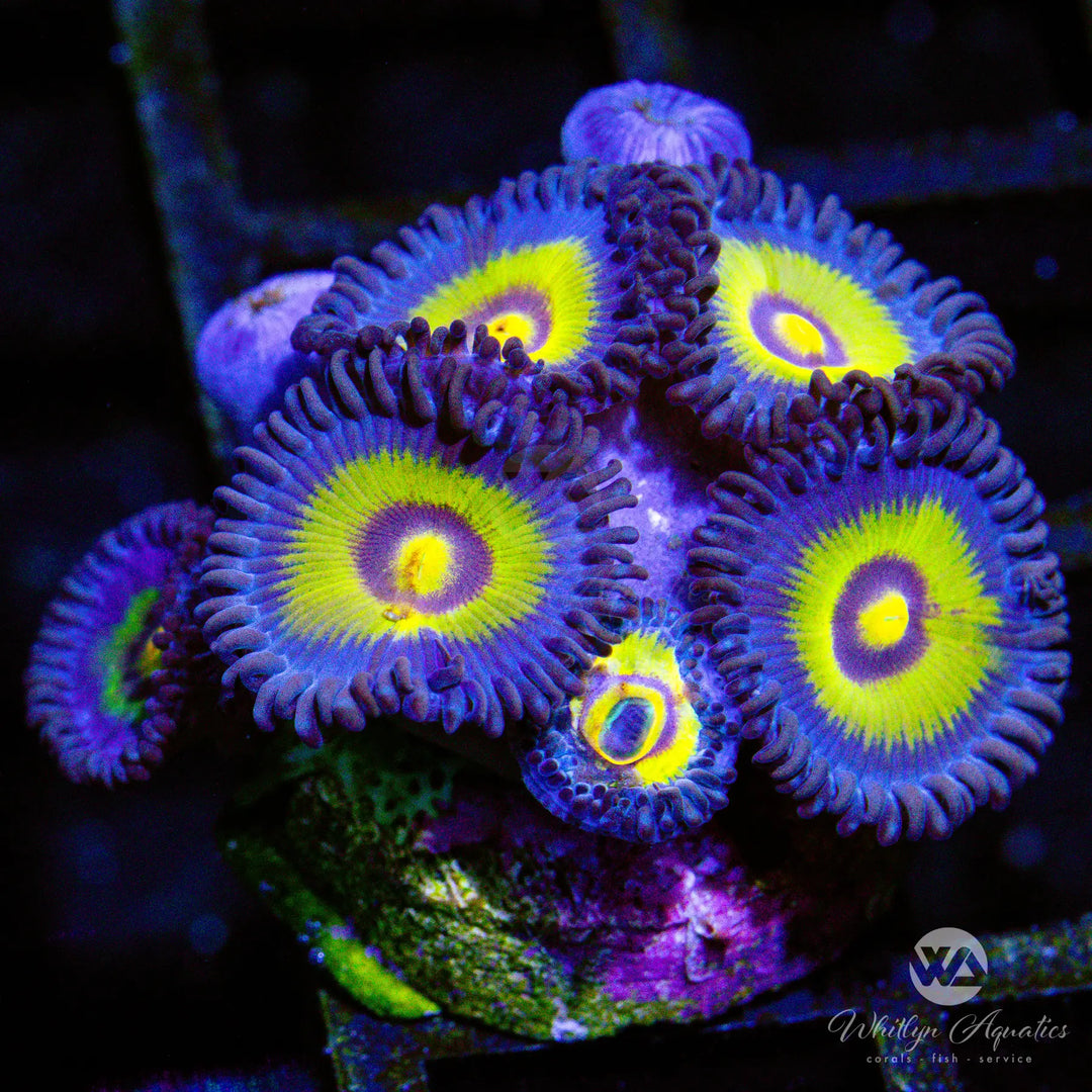 D16 - Outcast Zoa - WYSIWYG