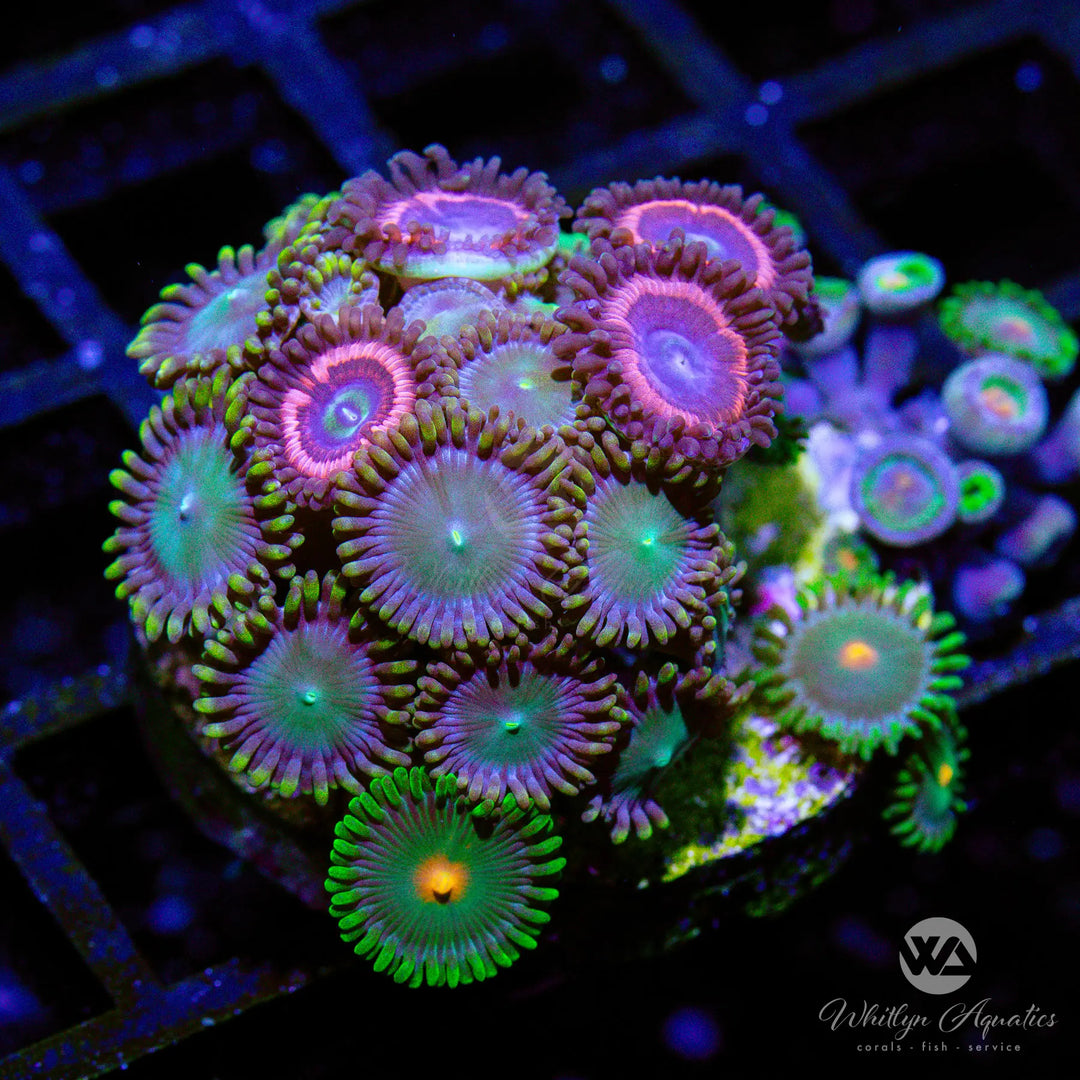 19B - Zoa Combo - WYSIWYG