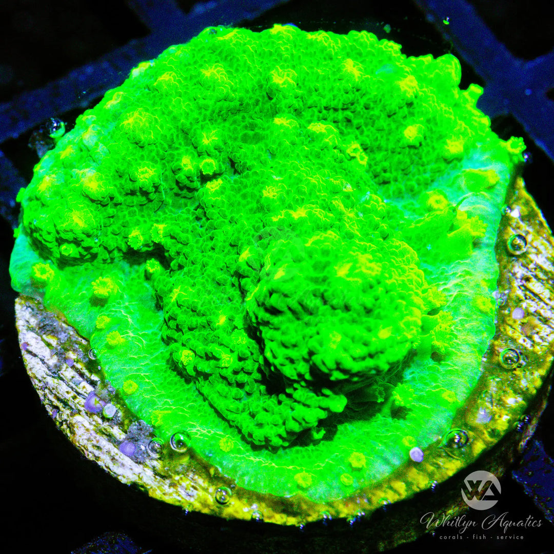 D17 - WA Kryptonite Cyphastrea - WYSIWYG