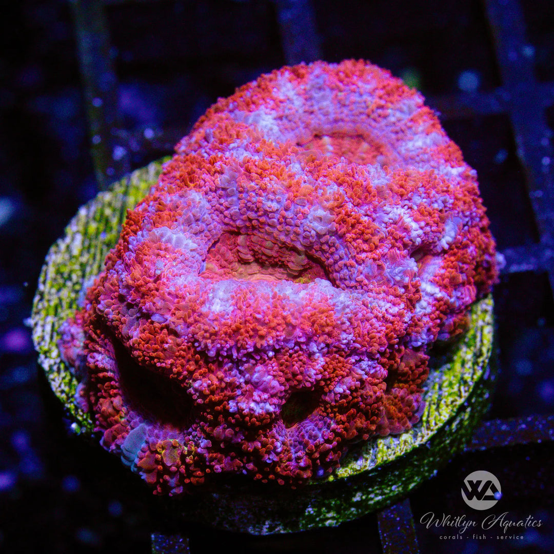15A - WA Starburst Acan - WYSIWYG