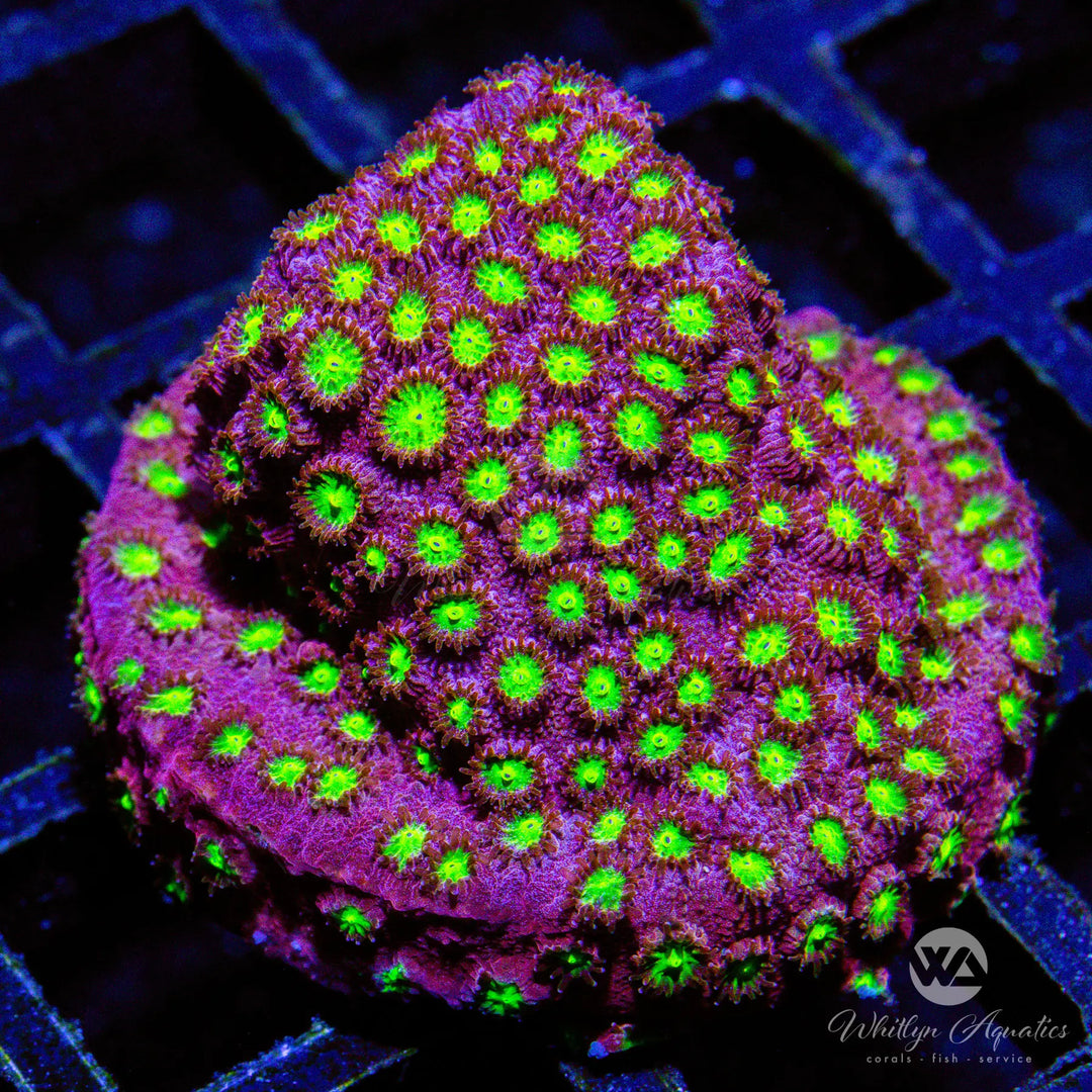 C19 - Bling Bling Cyphastrea - WYSIWYG