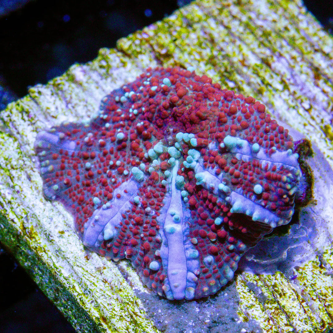 A21 - WA Trident Mushroom - WYSIWYG