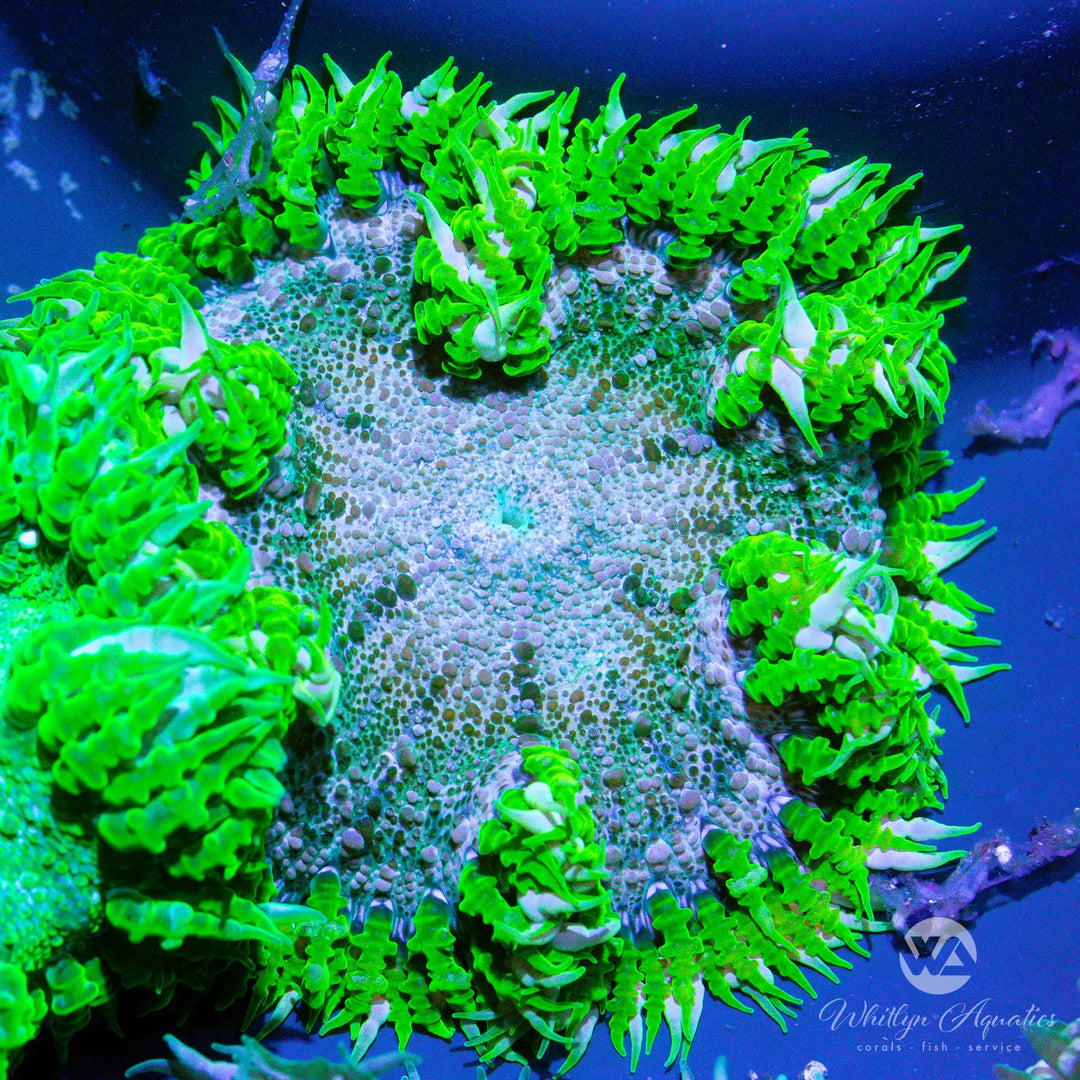 42D - Rock Flower Anemone - WYSIWYG