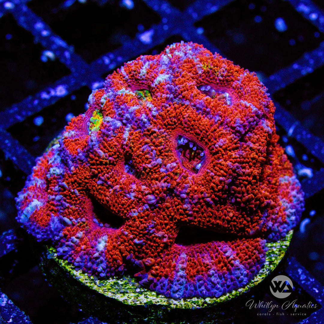 D14 - WA Big Red Acan - WYSIWYG