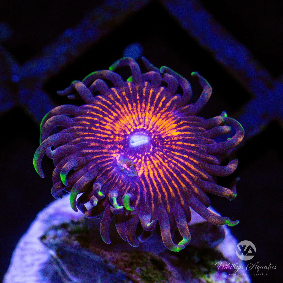 D19 - Nightcrawler Zoa - WYSIWYG