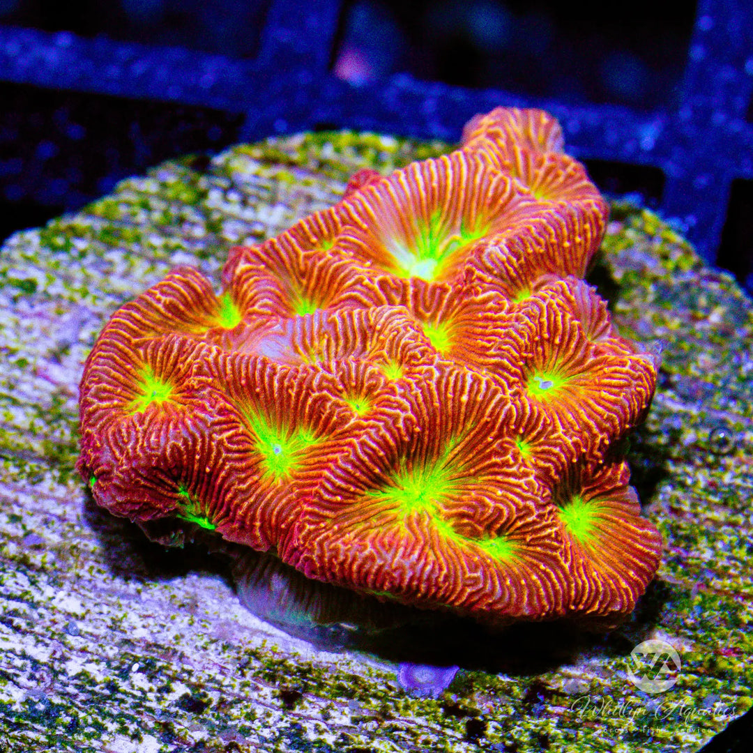 16B - Jack O Lantern Lepto - WYSIWYG