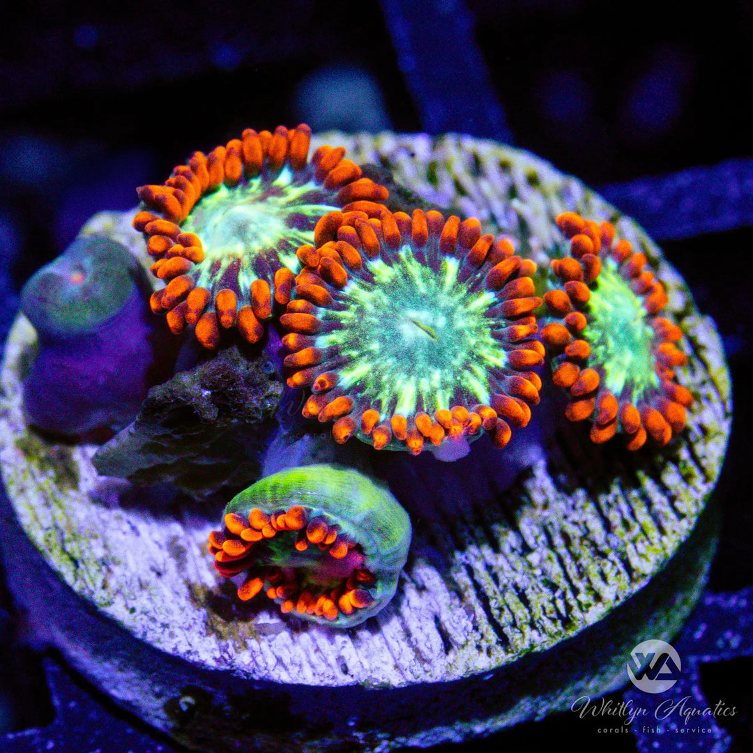 17A - WA Double Dare Zoa - WYSIWYG