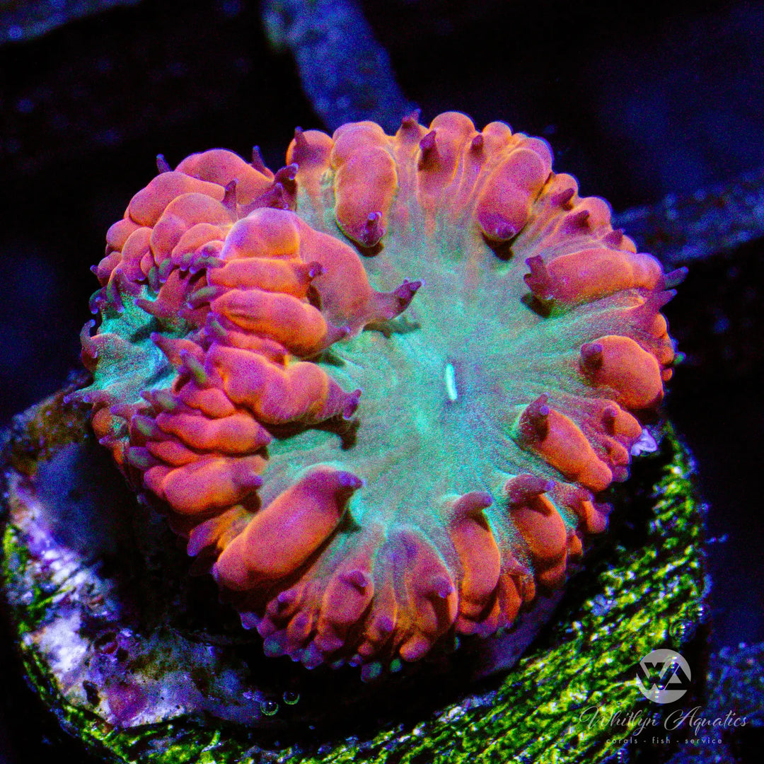 C22 - Red Blasto - WYSIWYG