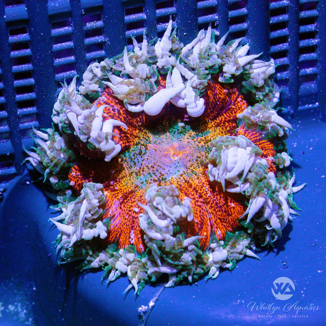 52D - Rock Flower Anemone - WYSIWYG