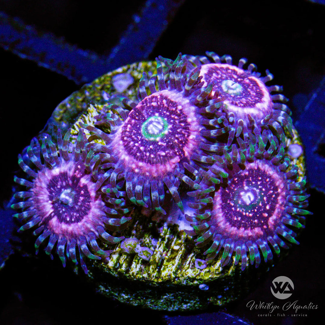 B21 - Pink Zipper Zoa - WYSIWYG