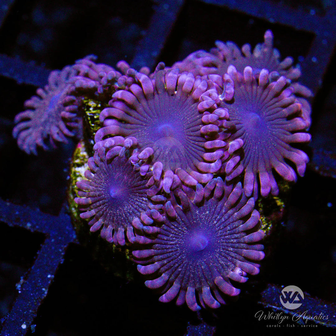B17 - WA Ballerina Zoa - WYSIWYG