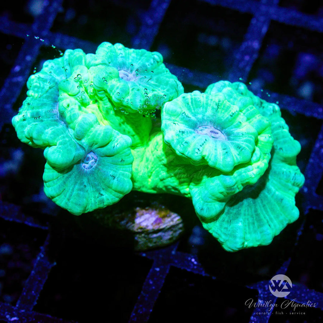 18A - Green Trumpet - WYSIWYG