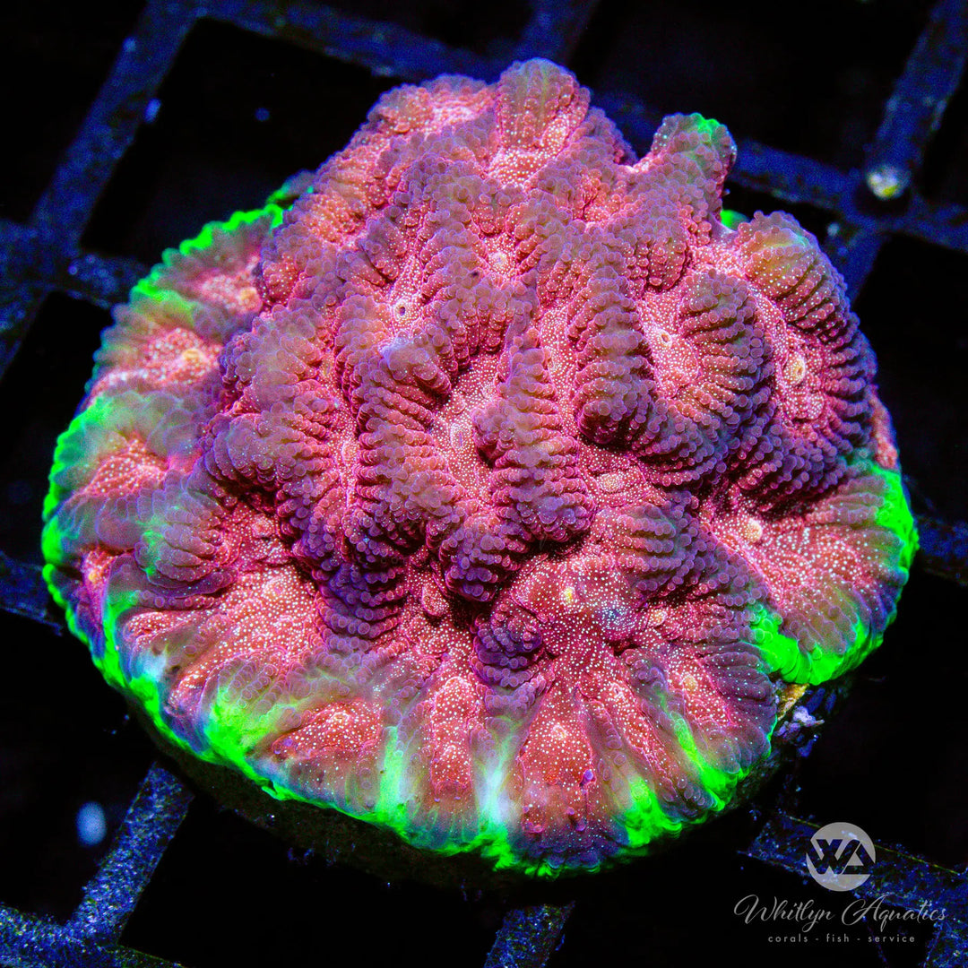 D21 - Crayola Favia - WYSIWYG