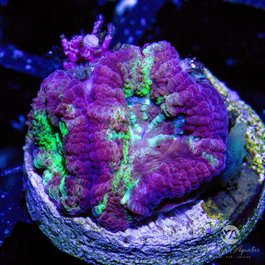 D25 - Buckshot Acan - WYSIWYG