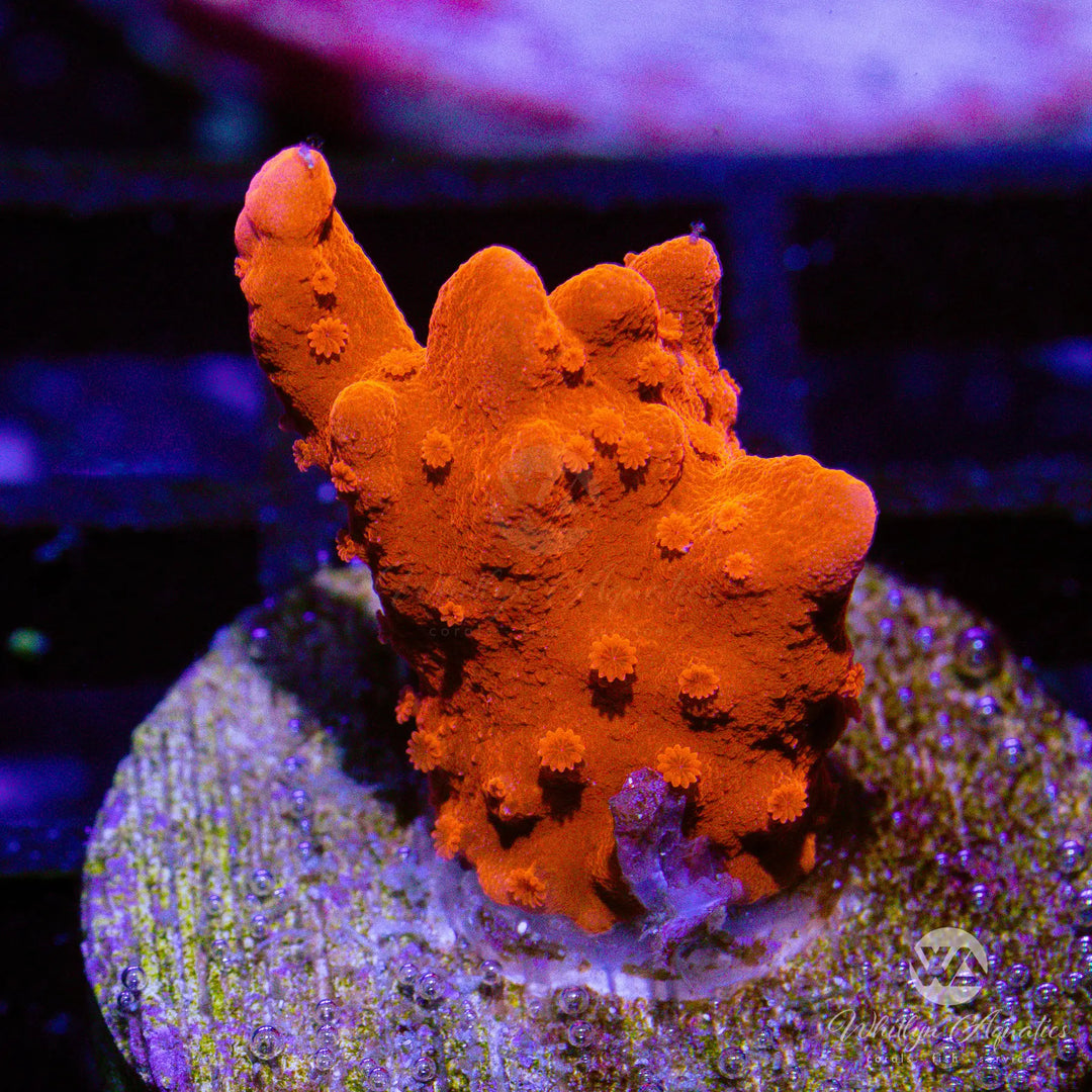19A - Montipora Setosa - WYSIWYG