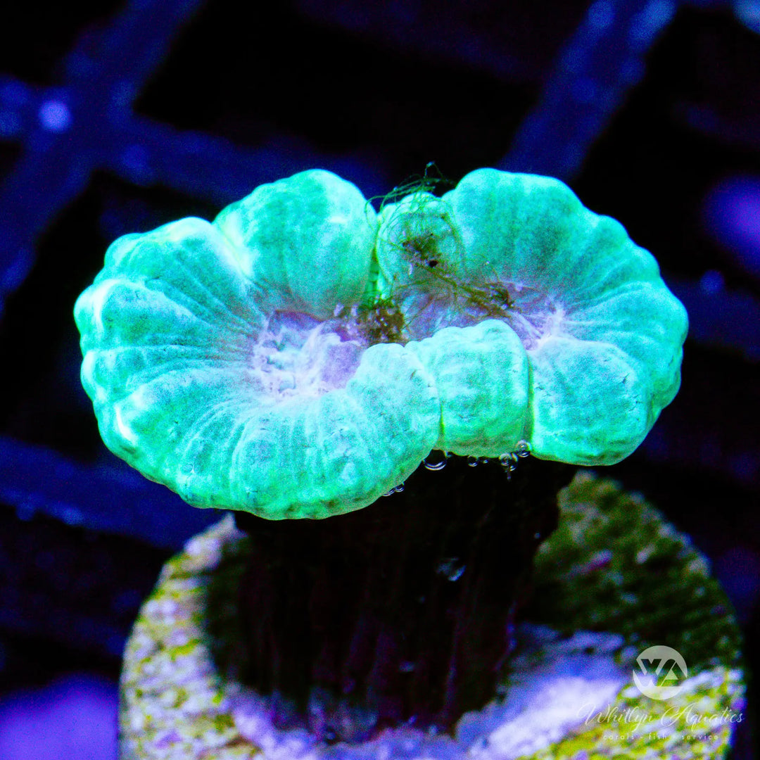 24B - Green Trumpet - WYSIWYG