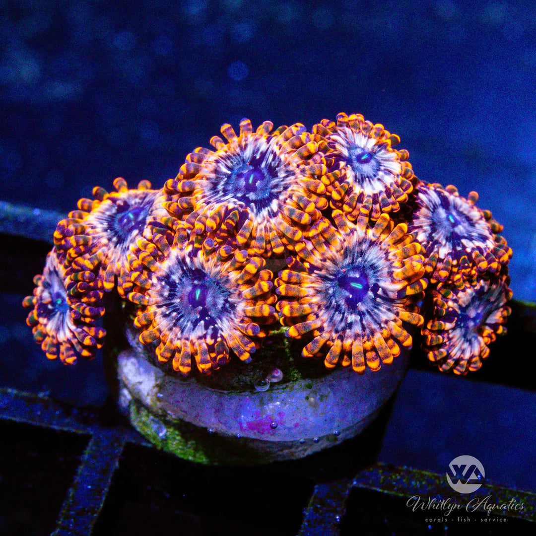 D23 - Utter Chaos Zoa - WYSIWYG