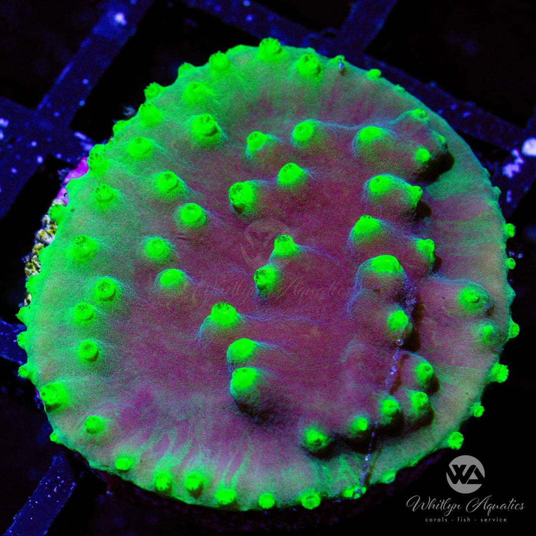 D17 - LA Lakers Scroll Coral - WYSIWYG
