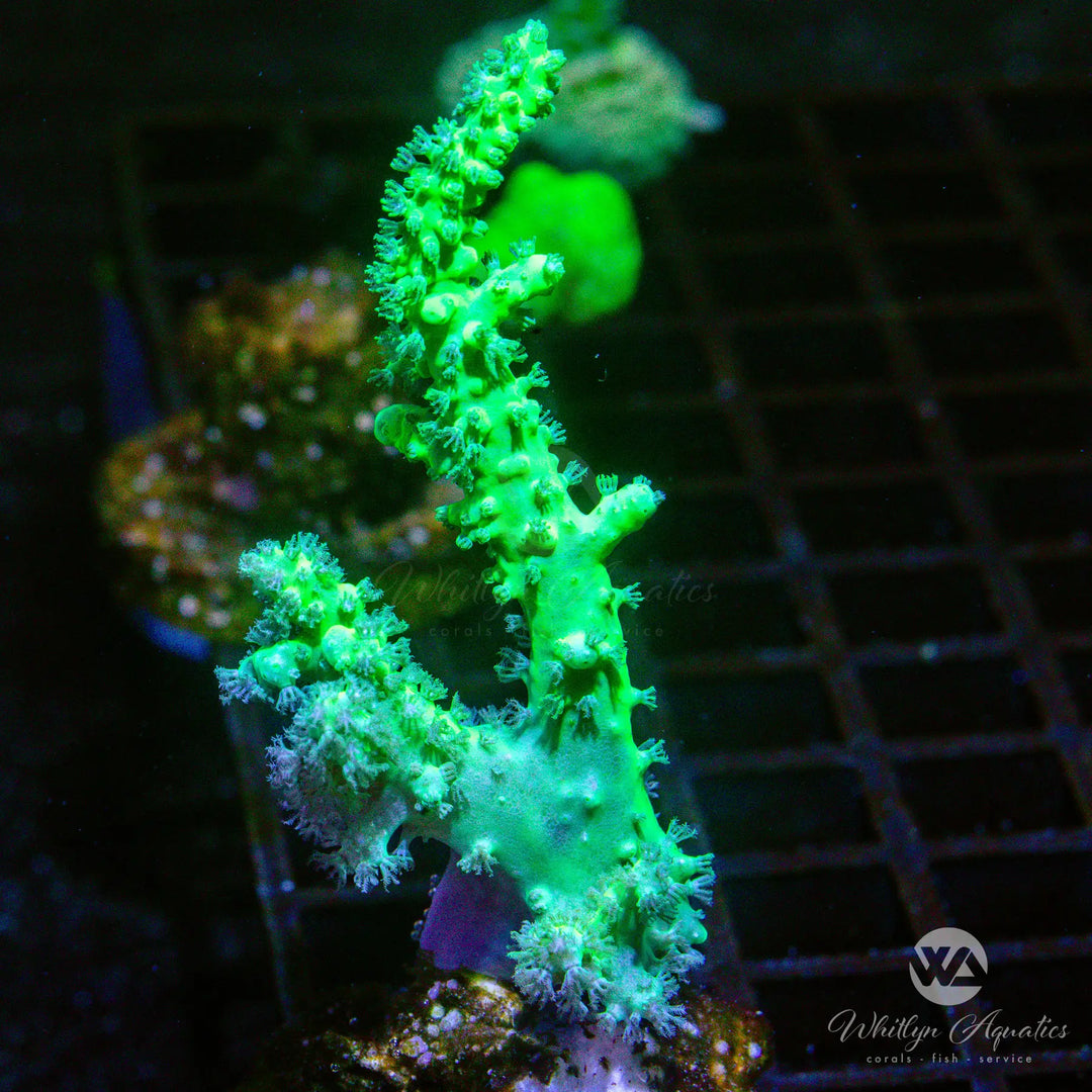 B18 - Neon Green Nephthea - WYSIWYG