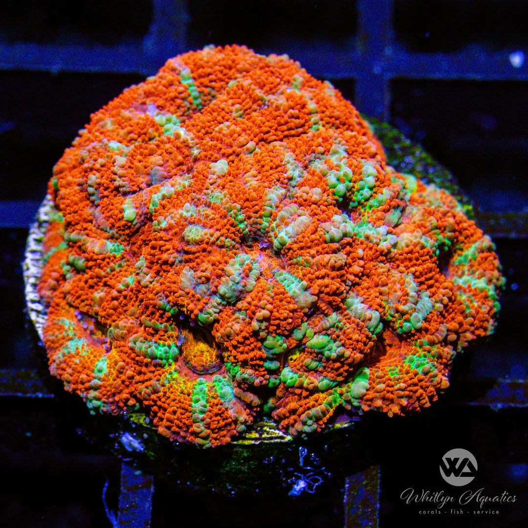 A25 - WA Holly Jolly Acan - WYSIWYG