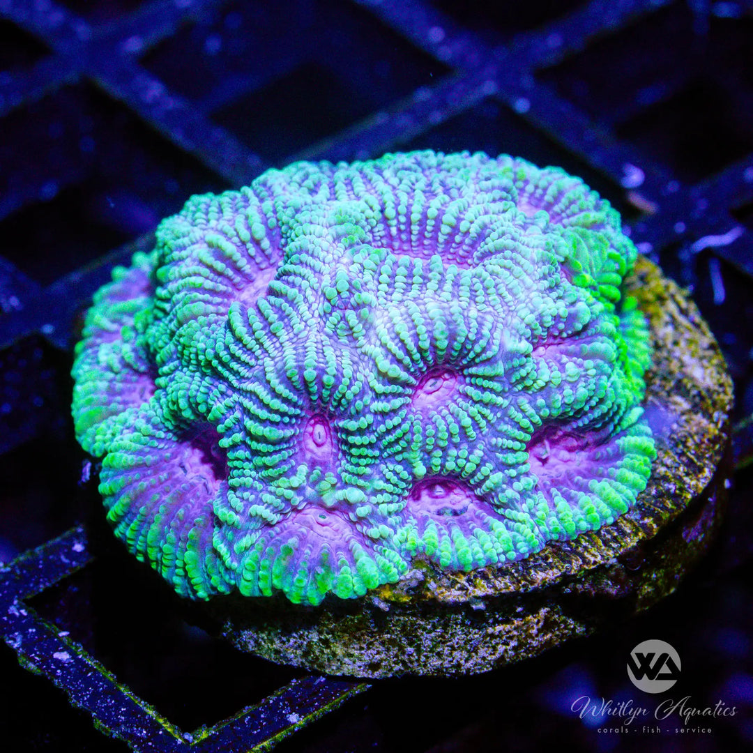 4D - WA Peeps Favia - WYSIWYG