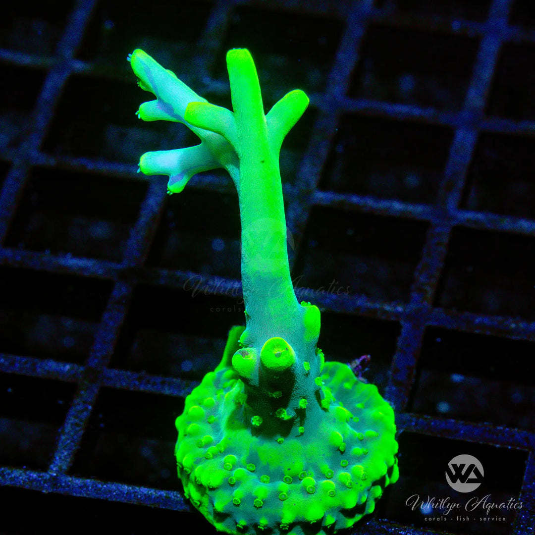 A26 - WA Highlighter Acro - WYSIWYG