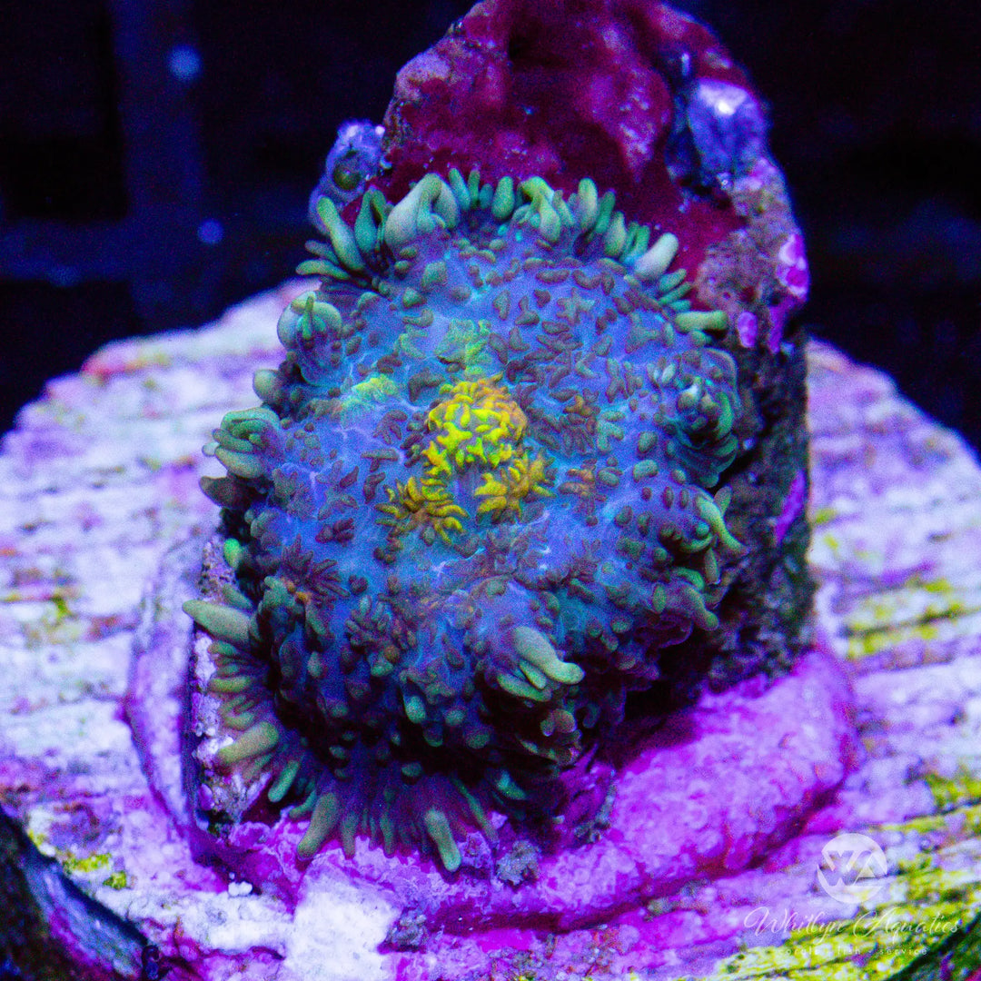 21A - WA Calico Rhodactis - WYSIWYG