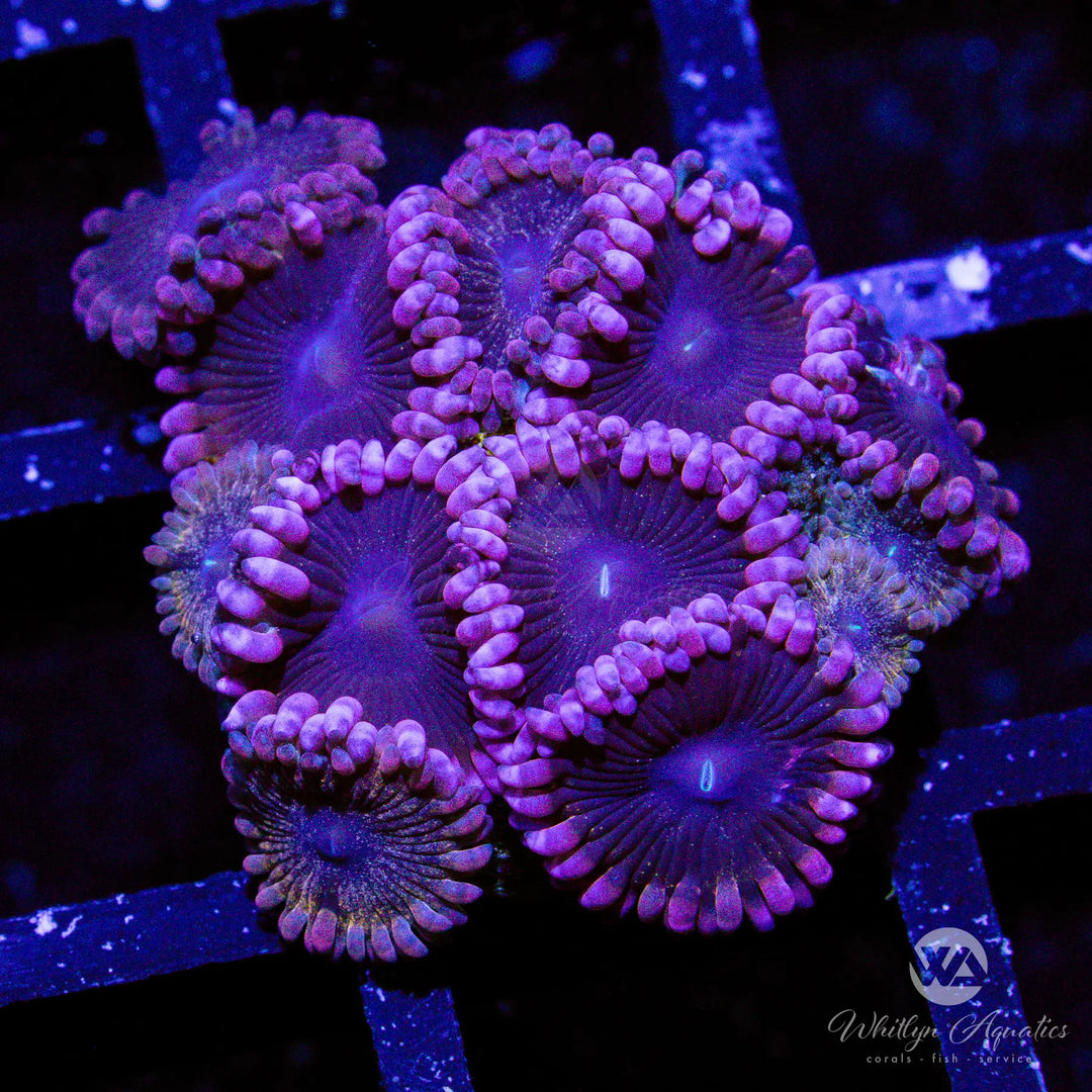 D18 - WA Ballerina Zoa - WYSIWYG