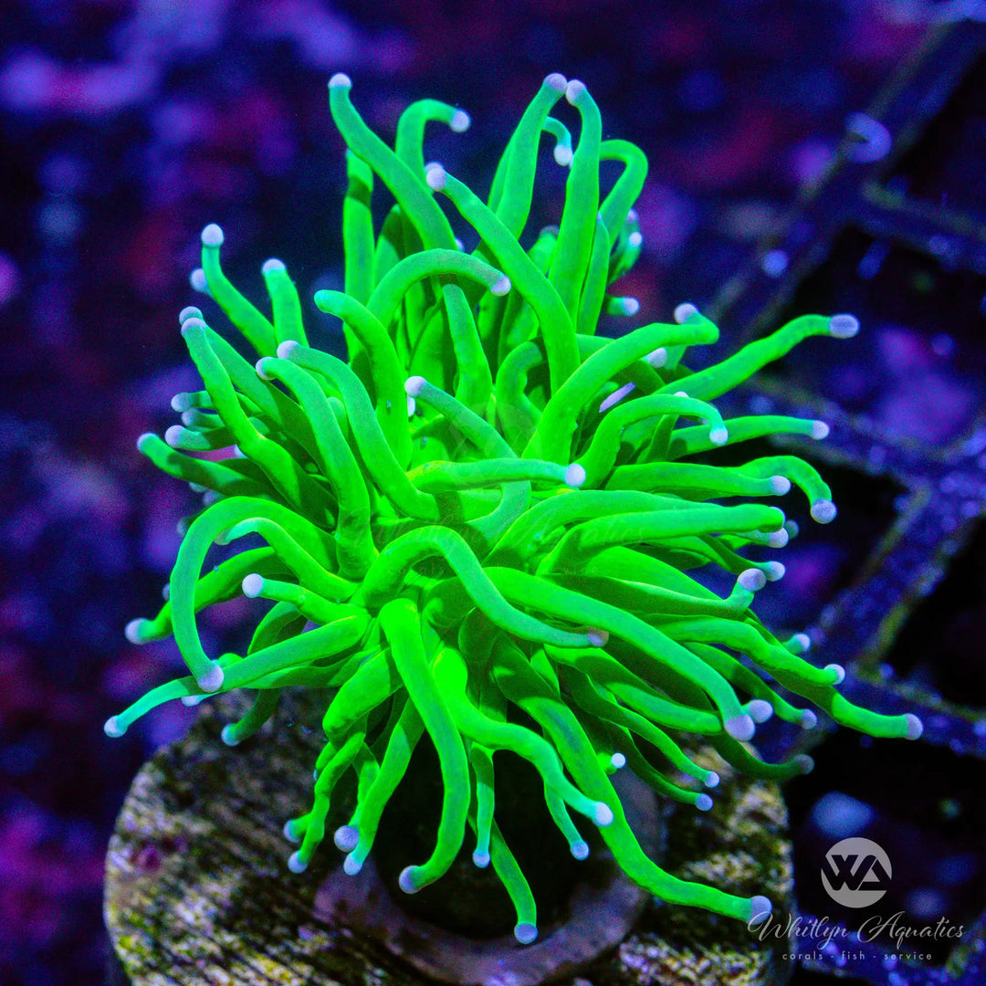 5D - Cotton Candy Torch - WYSIWYG