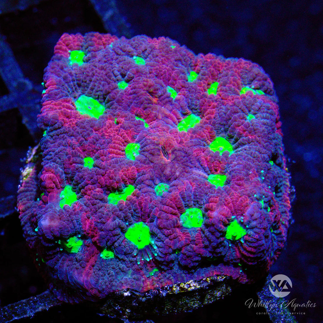C28 - War Coral Favia - WYSIWYG