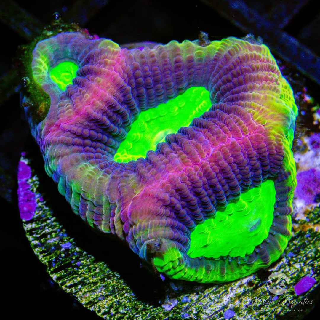 B21 - Dragon Soul Favia - WYSIWYG
