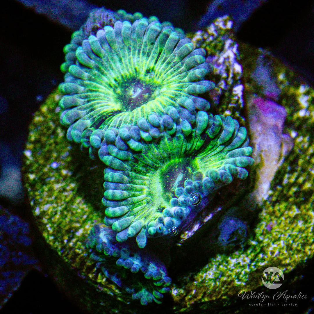 B22 - WA Green Inferno Zoa - WYSIWYG