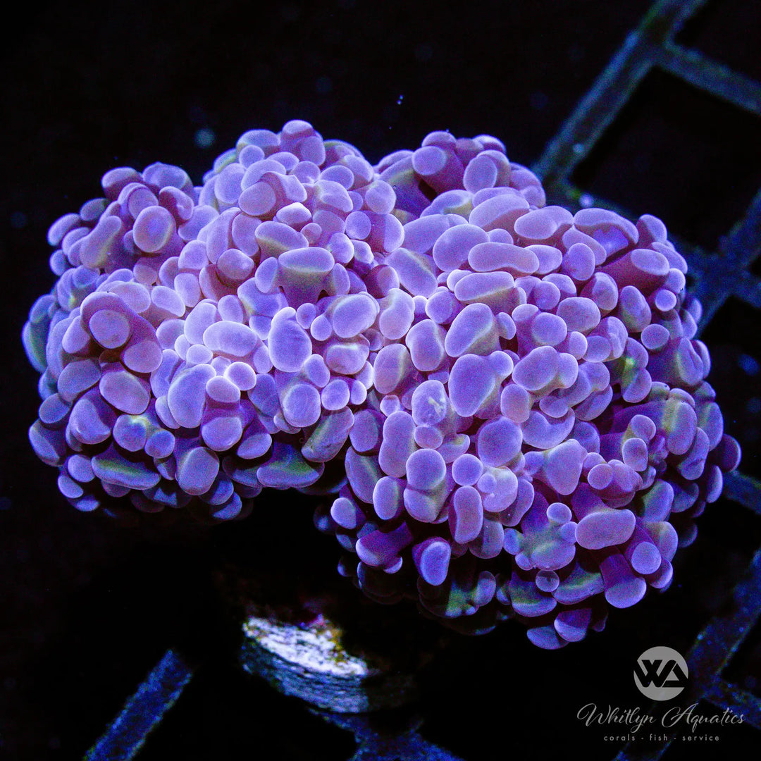 A28 - Peach Branching Hammer (3 Heads) - WYSIWYG