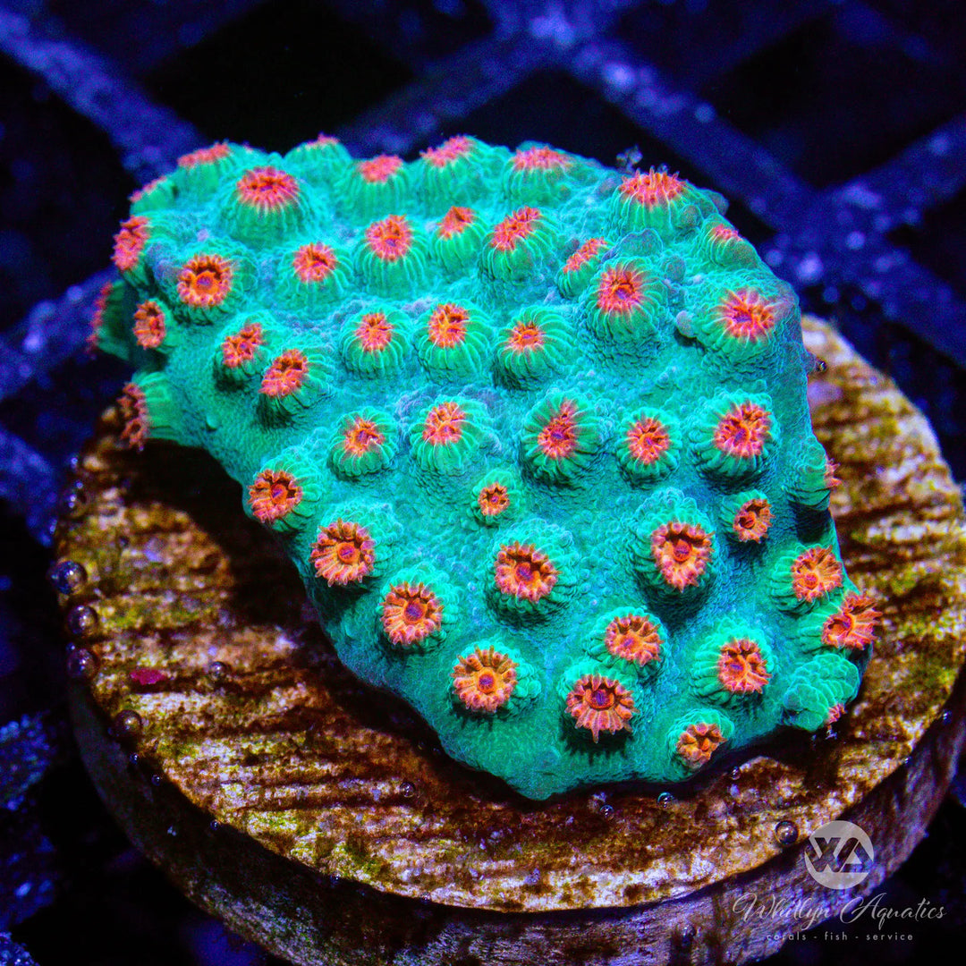 23A - Meteor Shower Cyphastrea - WYSIWYG