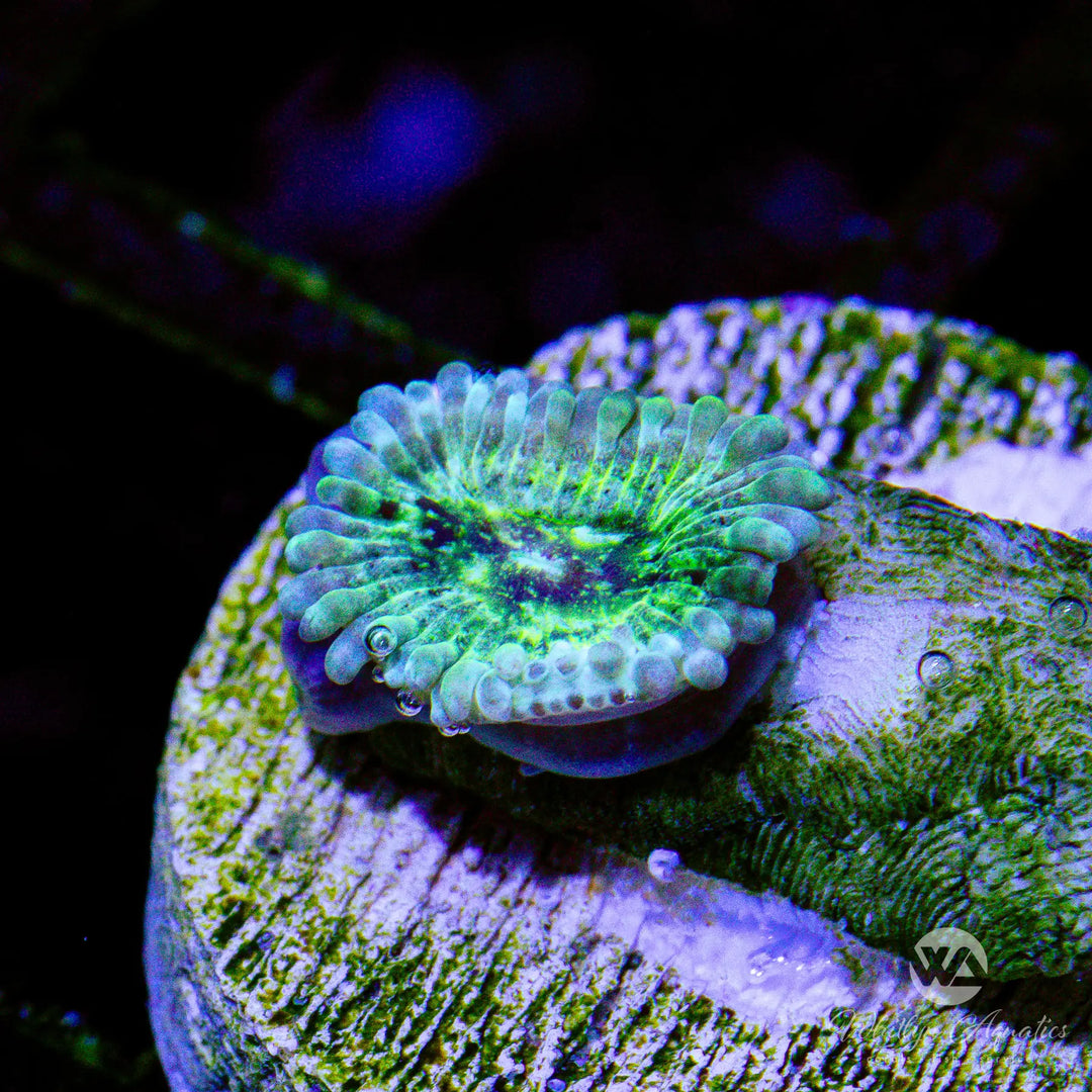 27B - WA Green Inferno Zoa - WYSIWYG