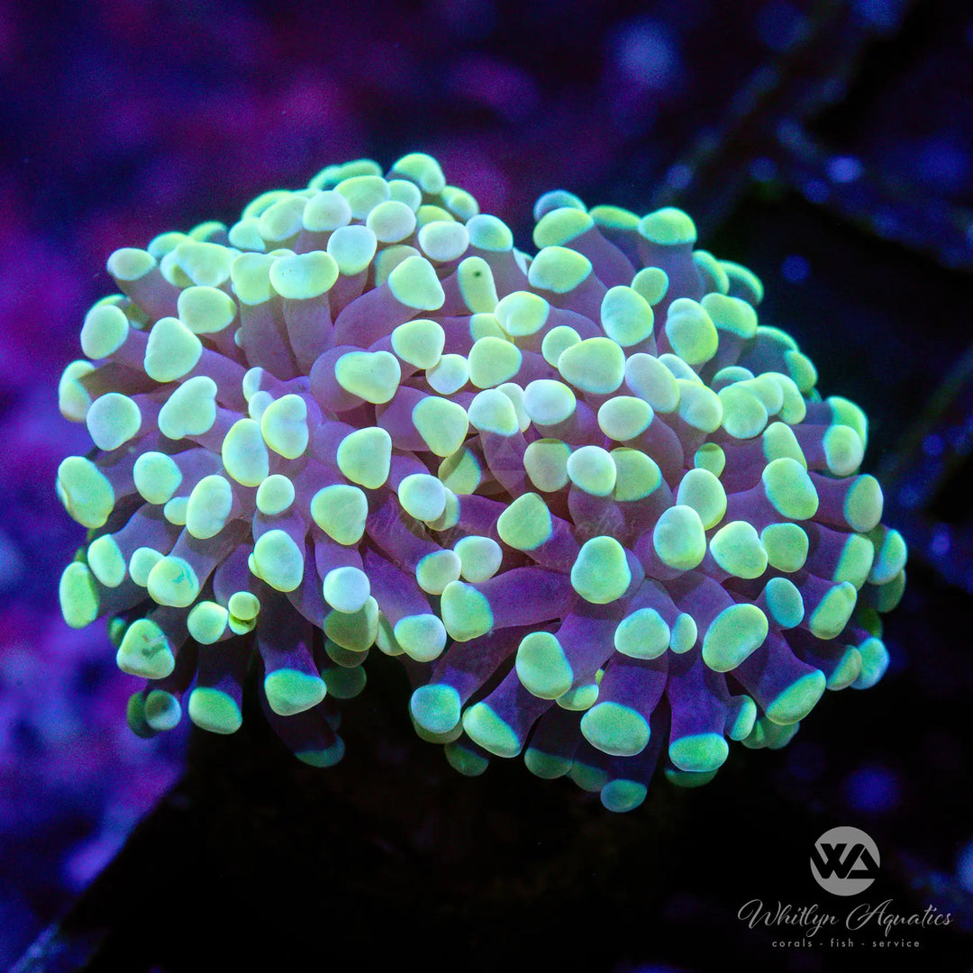 6D - Gold Branching Hammer - WYSIWYG