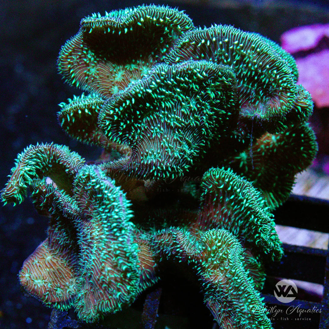 A29 - Pavona Colony - WYSIWYG