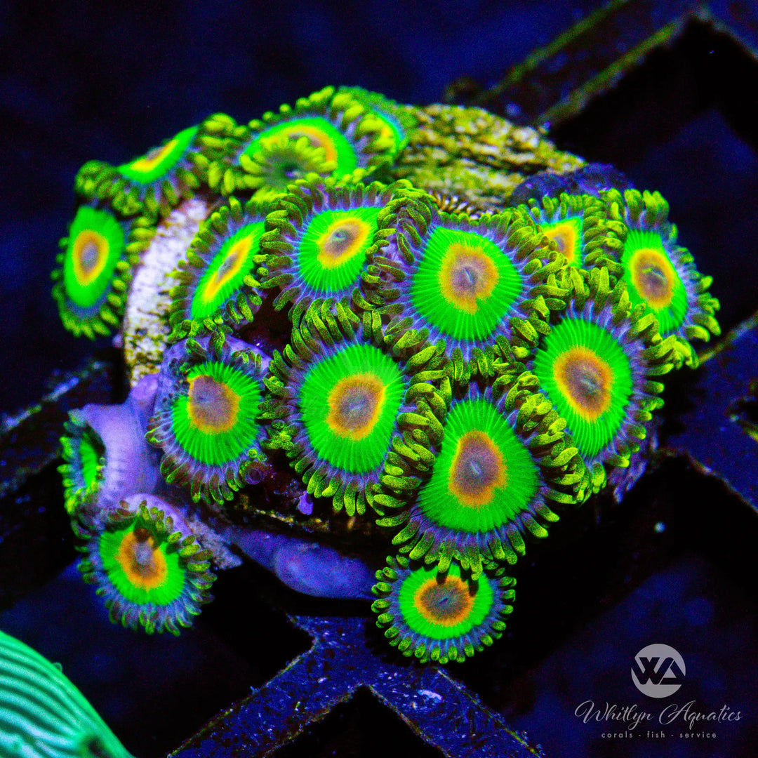 A28 - Rasta Zoa - WYSIWYG