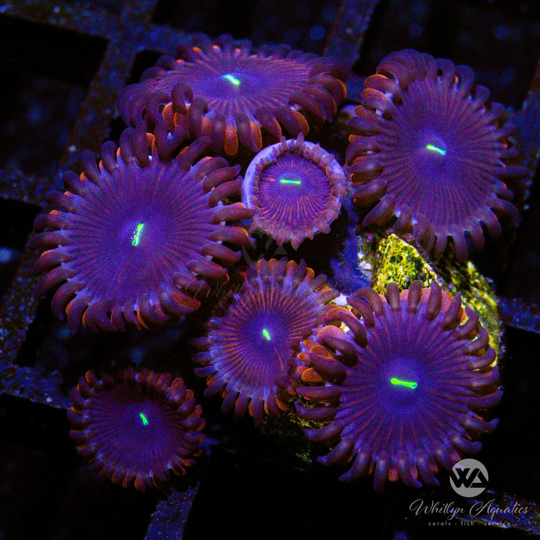 B23 - Purple People Eater Zoa - WYSIWYG