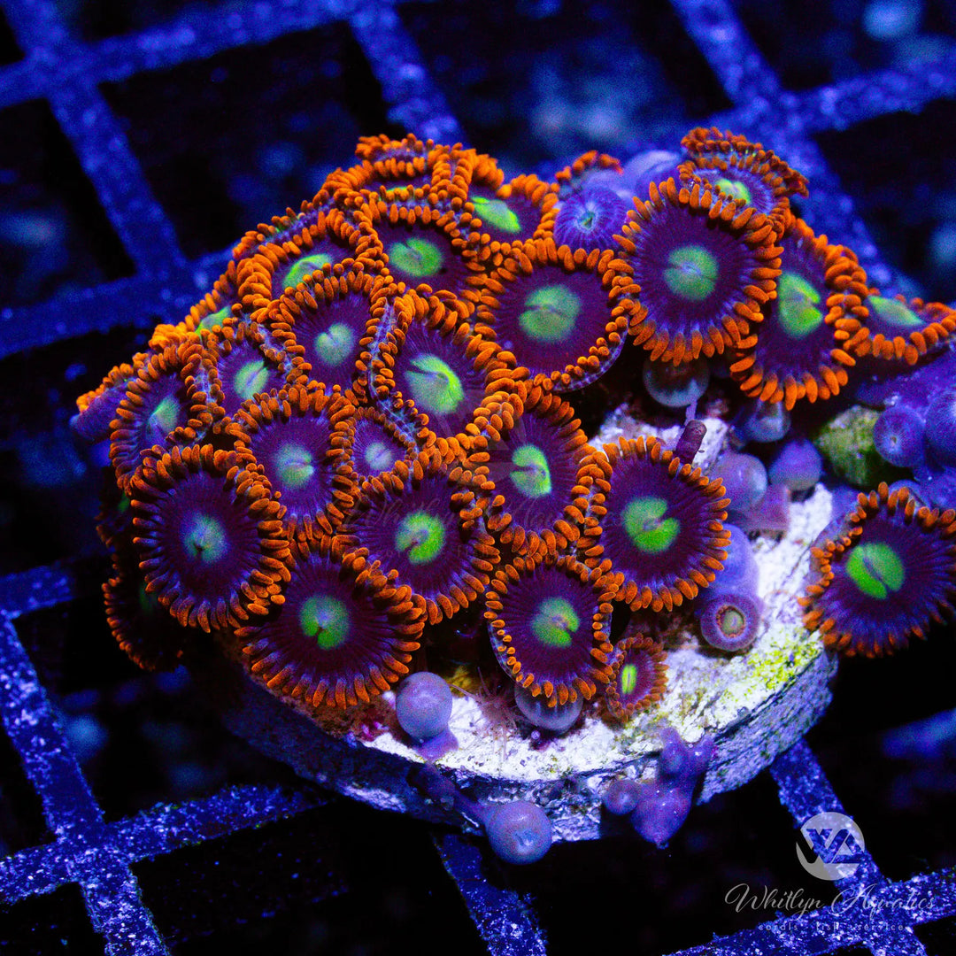 24A - WA Pacman Zoa - WYSIWYG