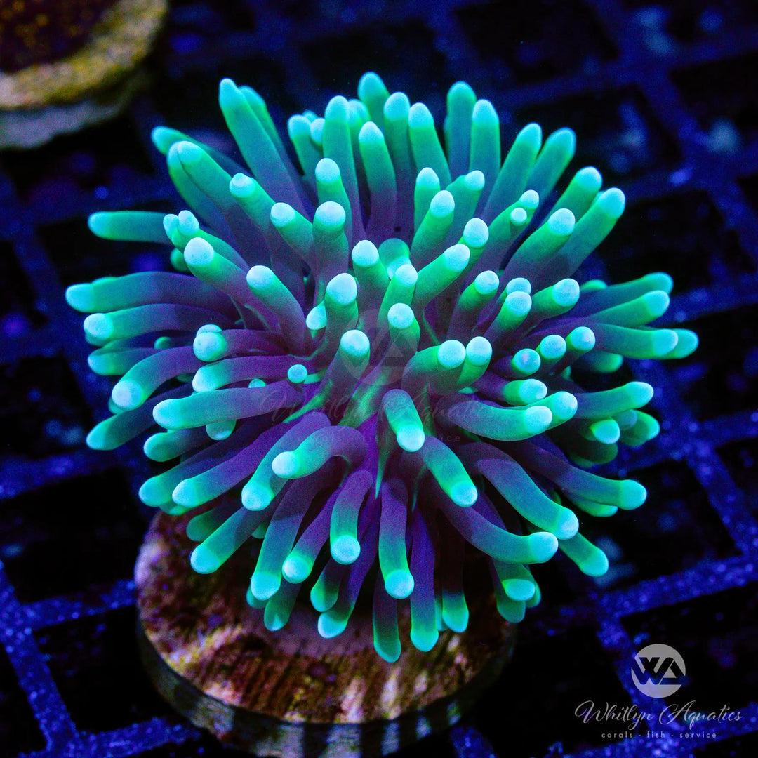 25A - Blacklight Torch - WYSIWYG