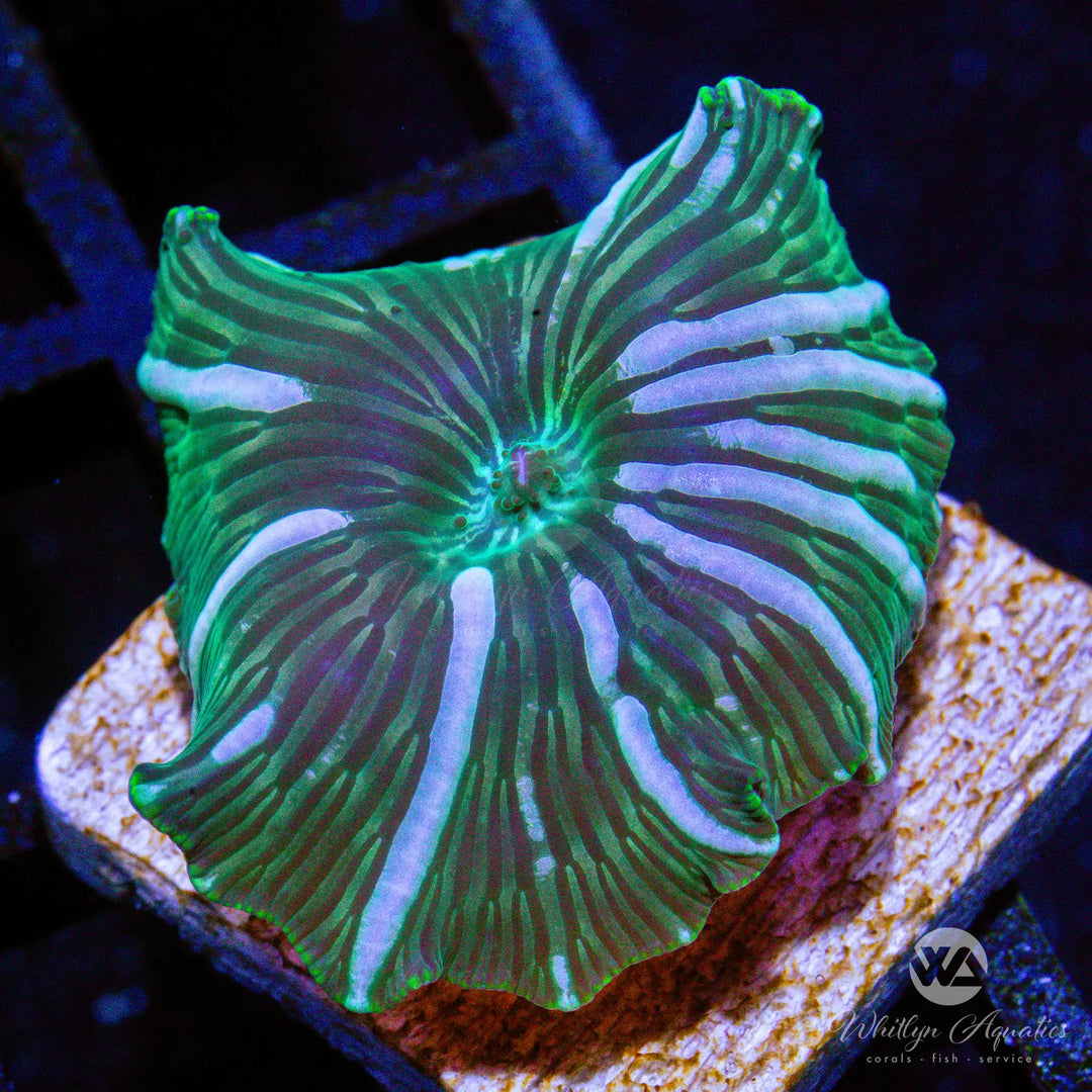A31 - Watermelon Mushroom - WYSIWYG